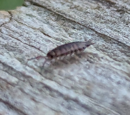 Philosciid Woodlice