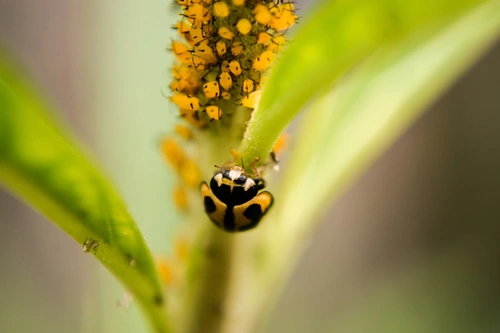 Variable Ladybug