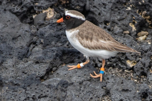 Shore Plover