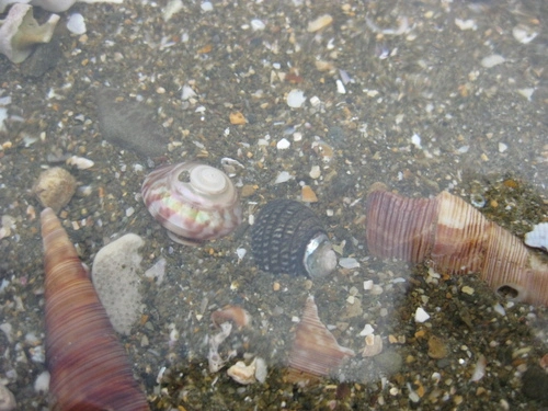 Wheel Shell