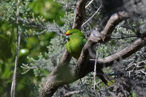 Yellow-crowned Parakeet