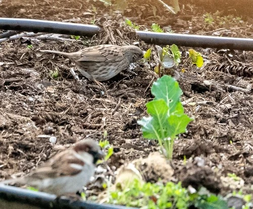 Dunnock