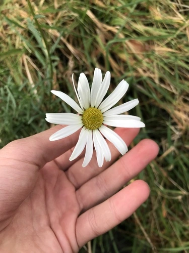 max chrysanthemum