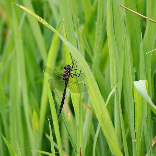 Australian Emerald Dragonfly