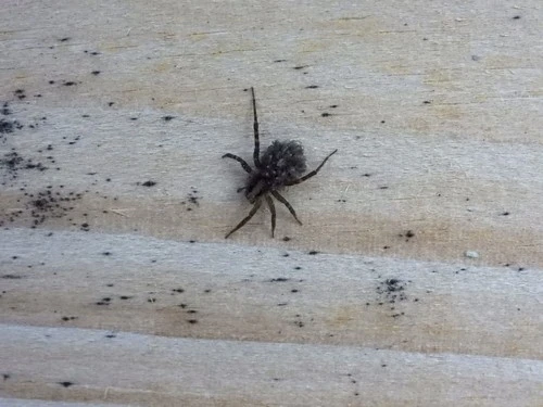 Wolf Spiders
