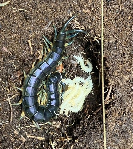 New Zealand giant centipede