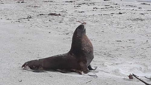 New Zealand Sea Lion