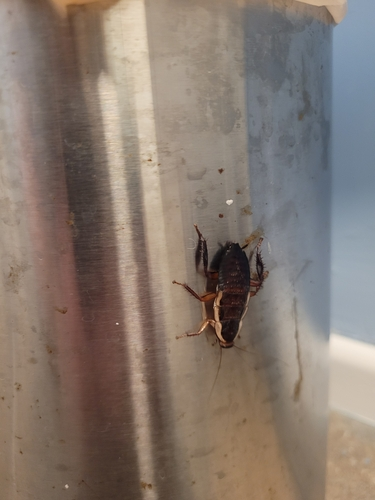 Gisborne Cockroach
