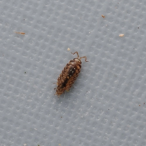 Philosciid Woodlice