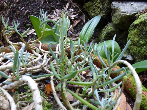 Blue Chalkstick