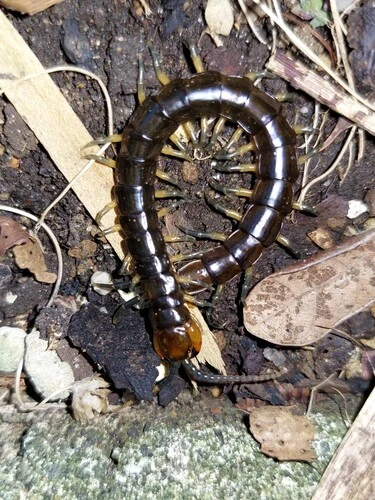 New Zealand Giant Centipede
