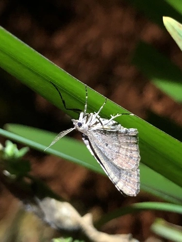 Carpet Moths