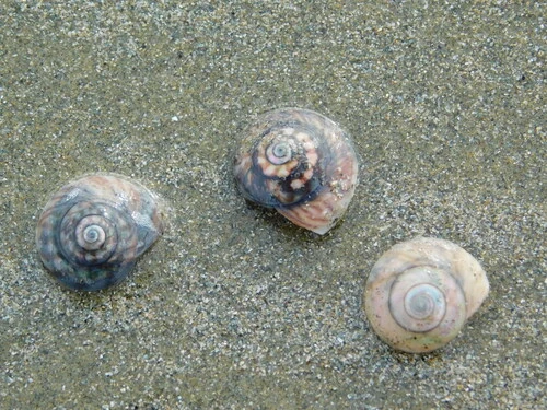 Wheel Shell