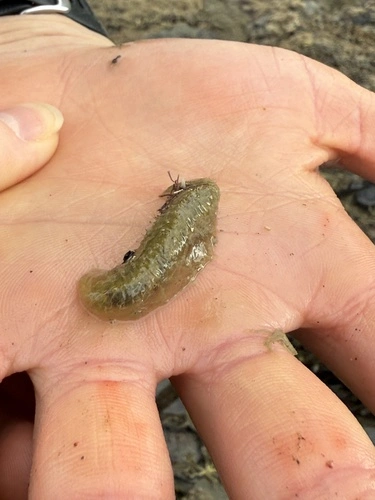 Bristle Cage Worm