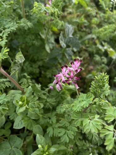 Fumaria bastardii