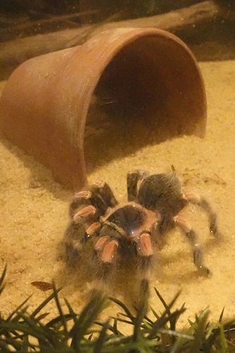 Smith's Redknee Tarantula