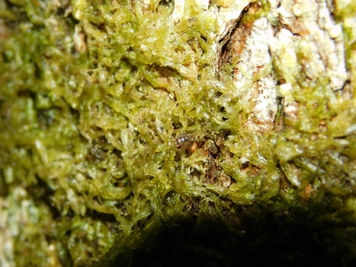 Woodlice, Pillbugs, and Rock Slaters