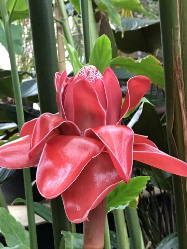 Torch ginger