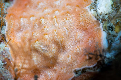 Celleporaria agglutinans