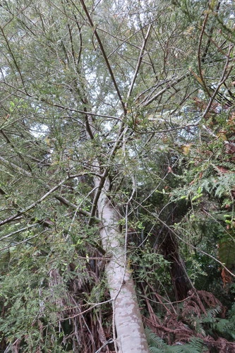 Kahikatea