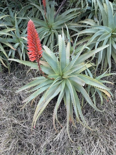 Candelabra Aloe