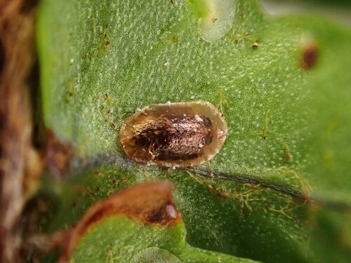 Chalcidoid Wasps