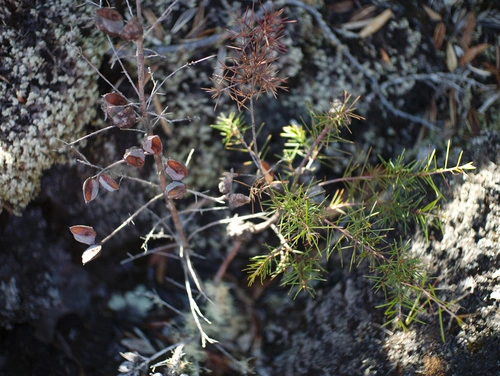 Bushy needlebush