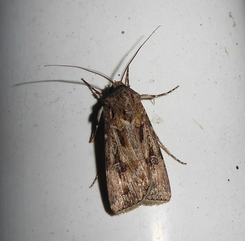 Brown Cutworm