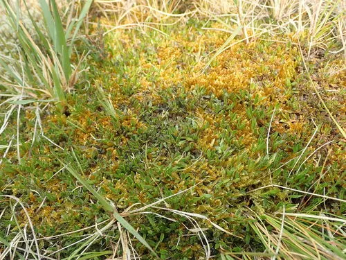 Coprosma atropurpurea
