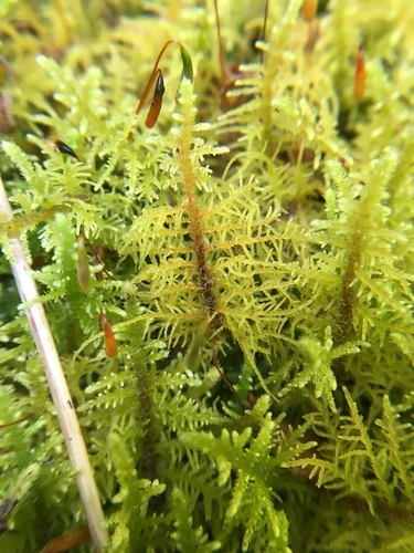 Thuidiopsis furfurosa
