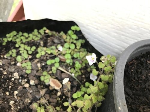 Veronica jovellanoides
