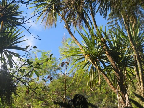 Plume Albizia