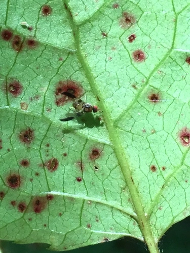 Maorina bimacula