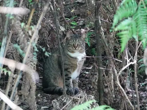 Domestic Cat
