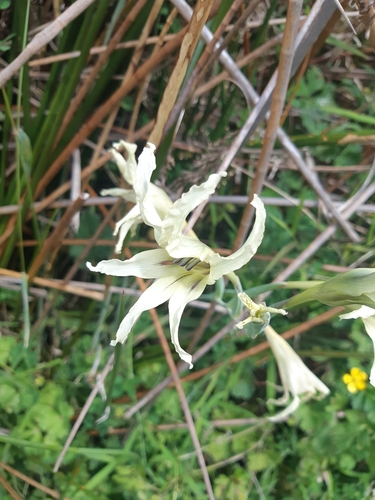 Gladiolus undulatus