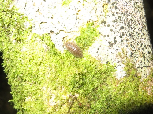 Woodlice and Pillbugs