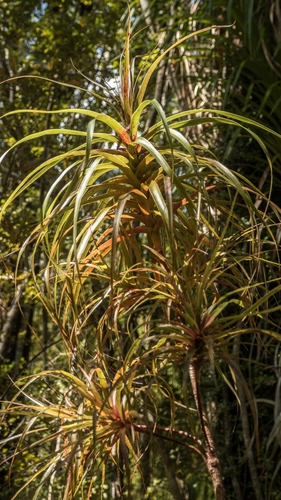 Dracophyllum townsonii