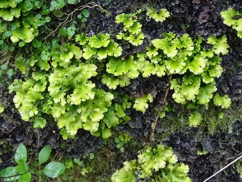 Moon Lichens