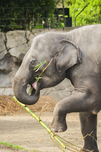 Asian Elephant