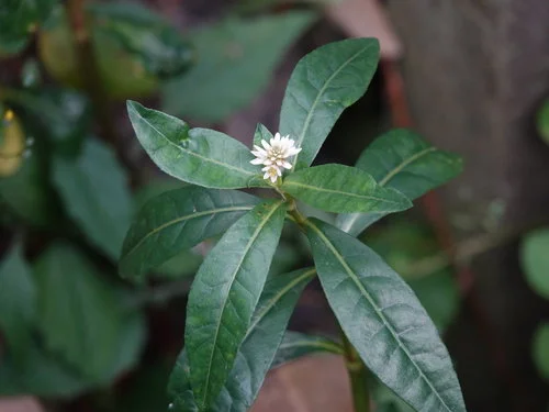 Alligator weed