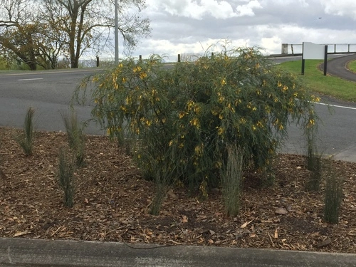 Sophora longicarinata
