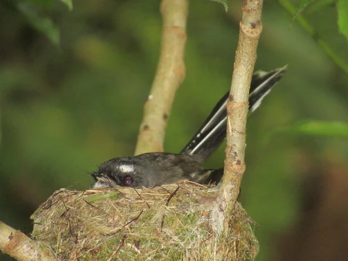 South Island Fantail