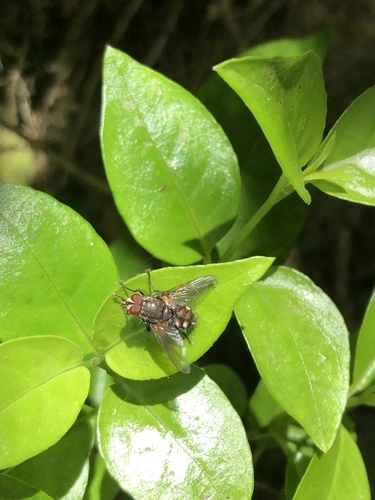 Tachinid Flies