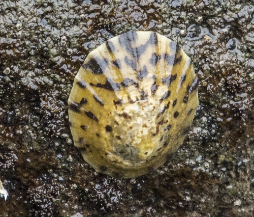 Tortoiseshell Limpet