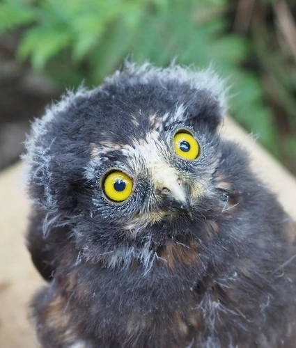 Morepork