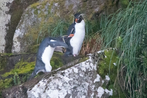 Eastern Rockhopper Penguin