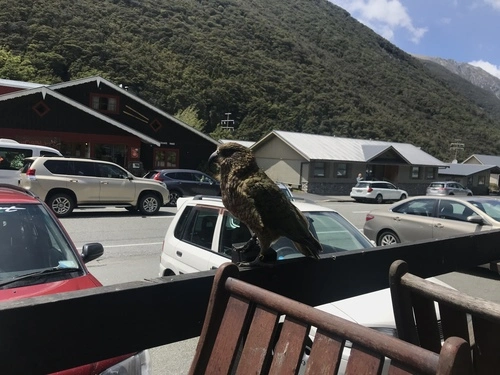 Kea