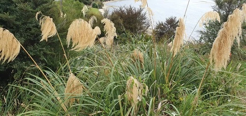 Austroderia fulvida