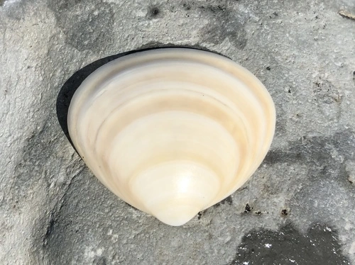 Discors Trough Shell