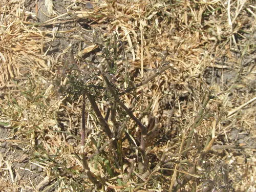 peppergrasses